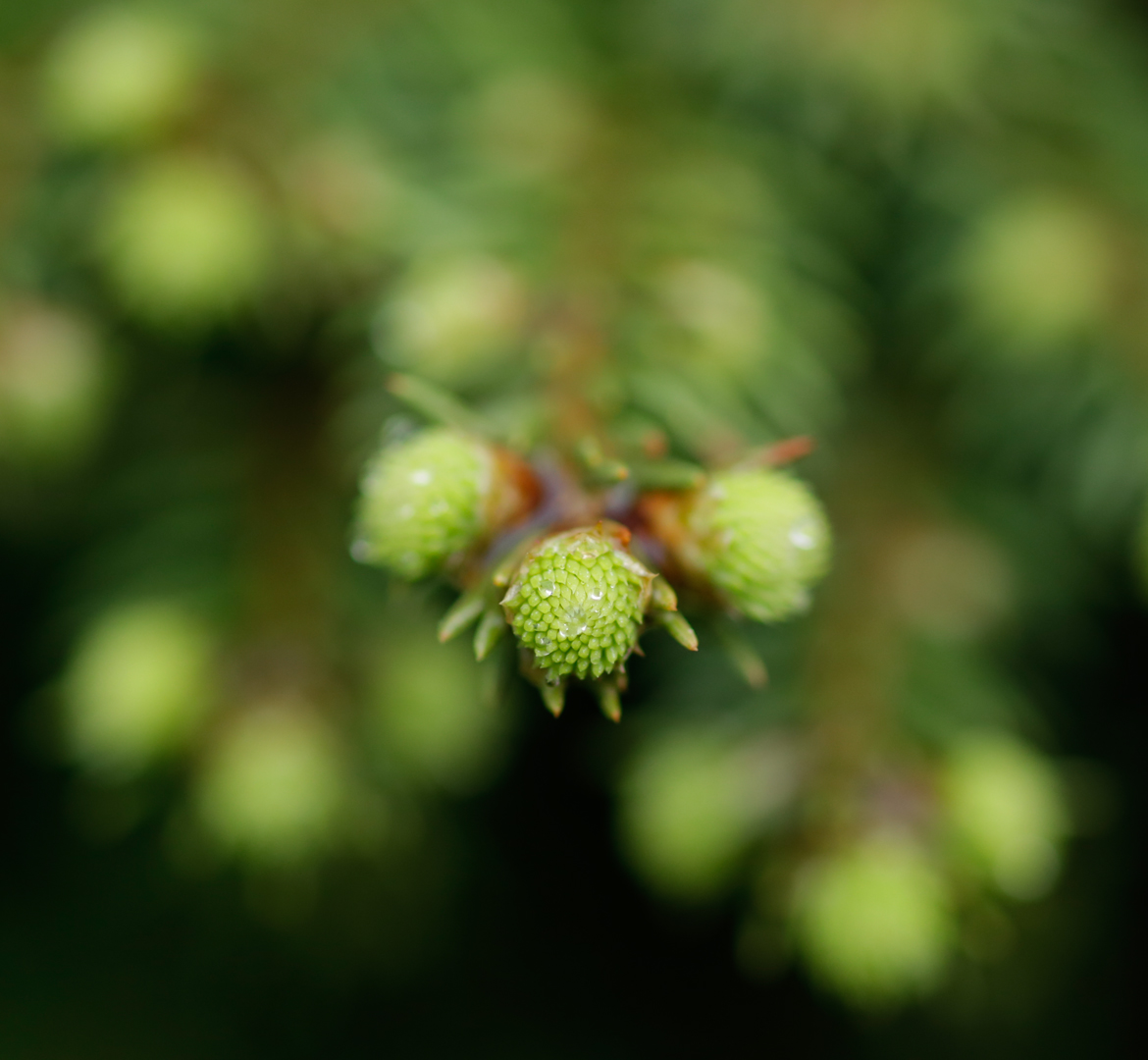 Photo de nature par Simon Bernier-Bilodeau