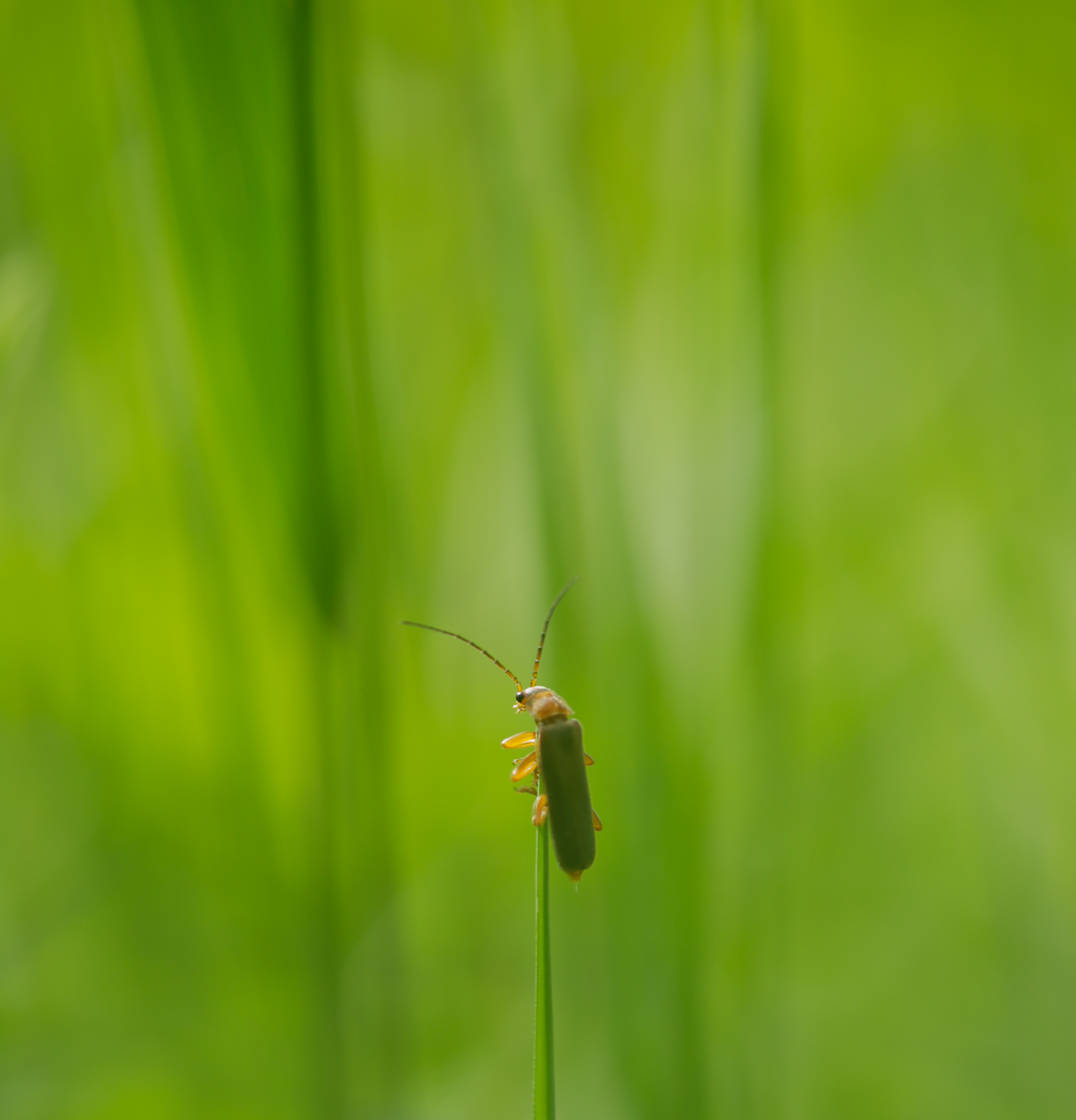 Photo de nature par Simon Bernier-Bilodeau