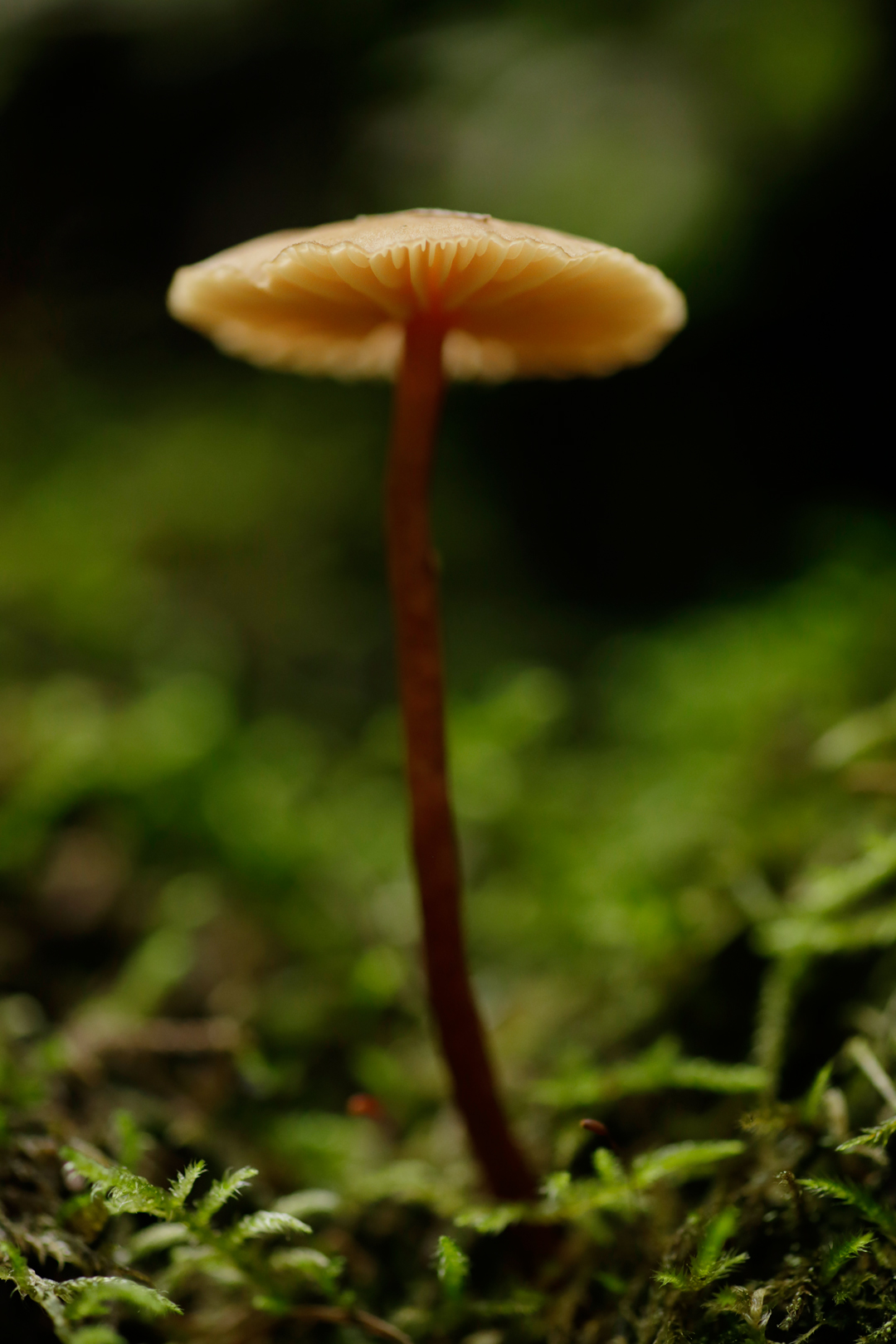 Photo de nature par Simon Bernier-Bilodeau