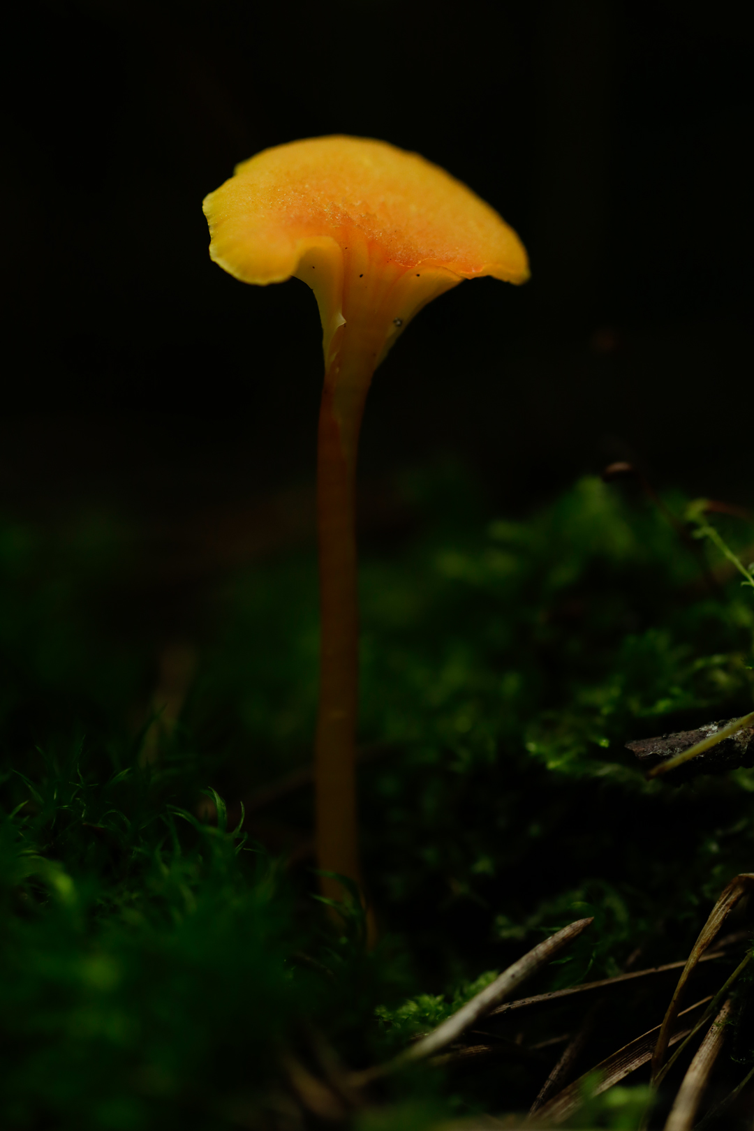 Photo de nature par Simon Bernier-Bilodeau