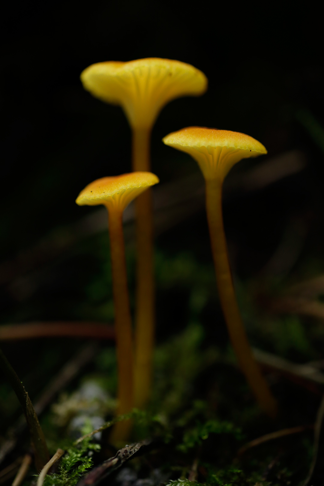 Photo de nature par Simon Bernier-Bilodeau