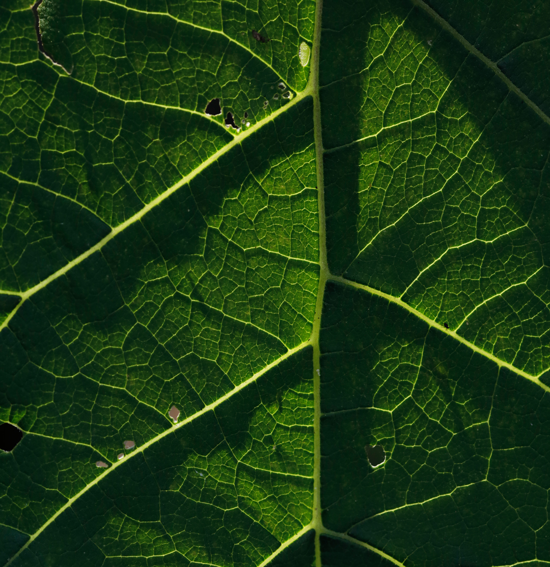 Photo de nature par Simon Bernier-Bilodeau