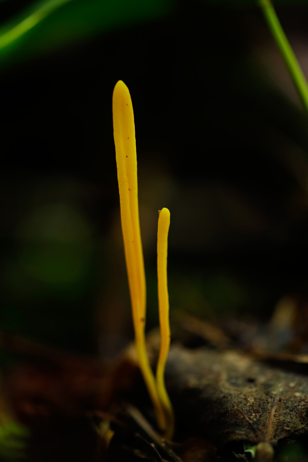 Photo de nature par Simon Bernier-Bilodeau