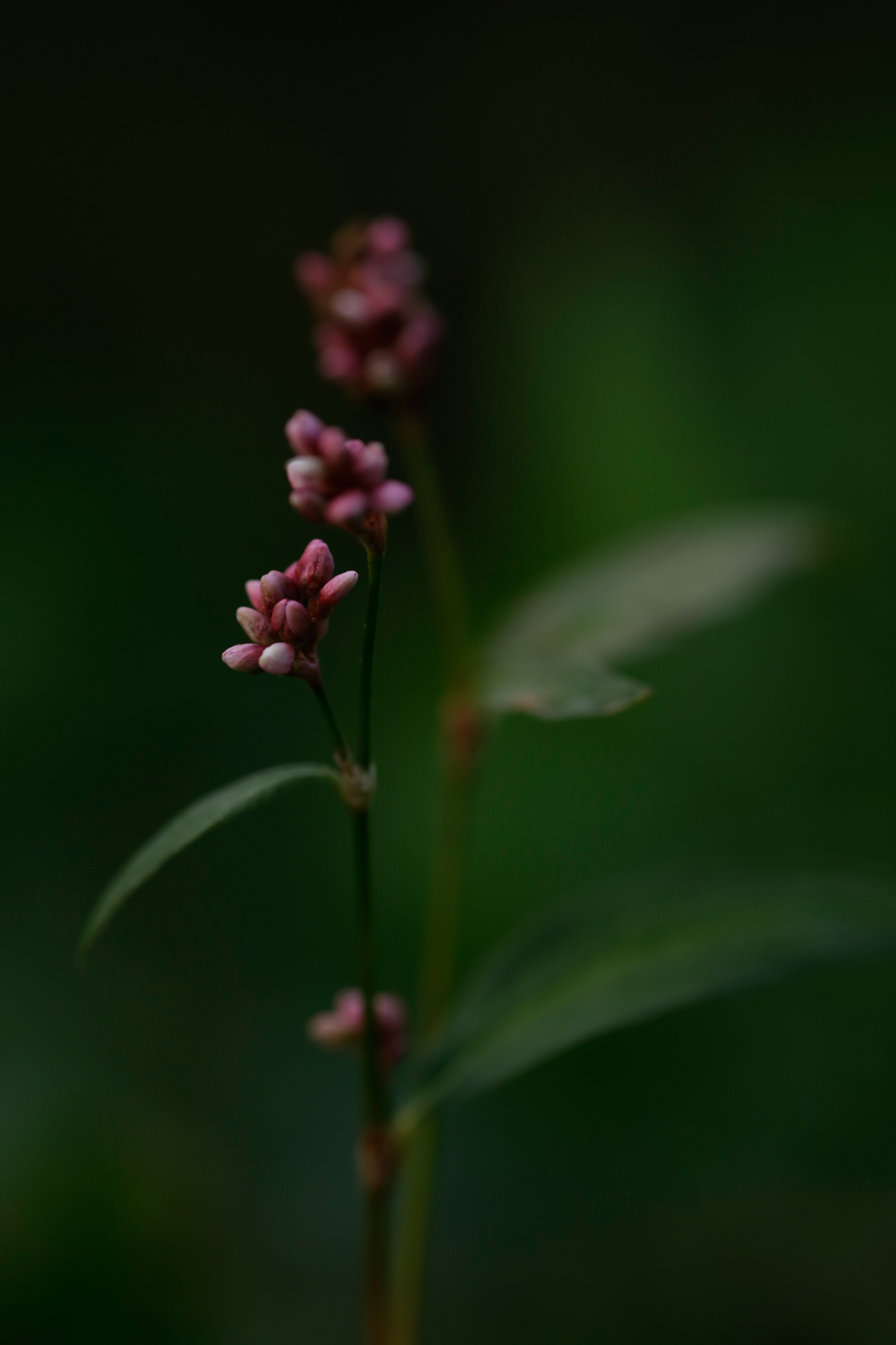 Photo de nature par Simon Bernier-Bilodeau