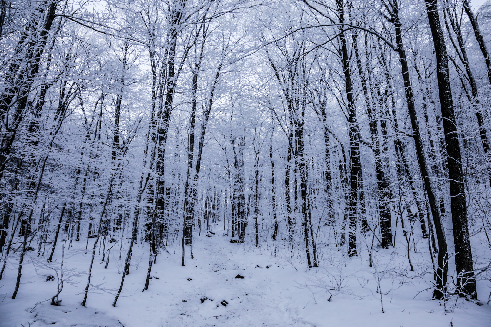 Photo de nature par Simon Bernier-Bilodeau