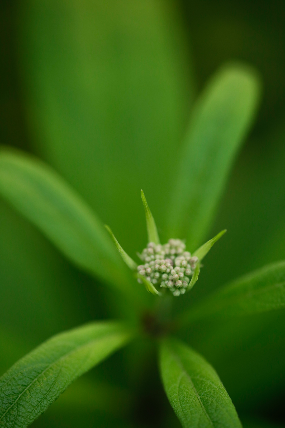 Photo de nature par Simon Bernier-Bilodeau