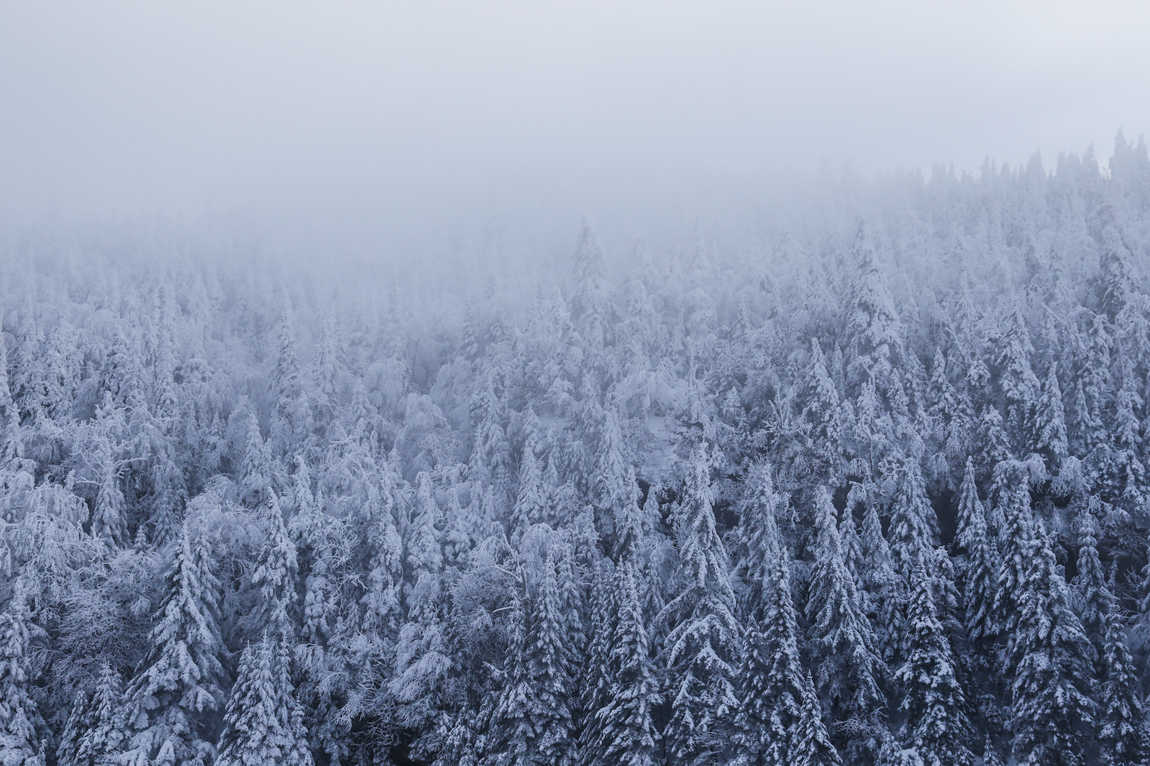 Photo de nature par Simon Bernier-Bilodeau