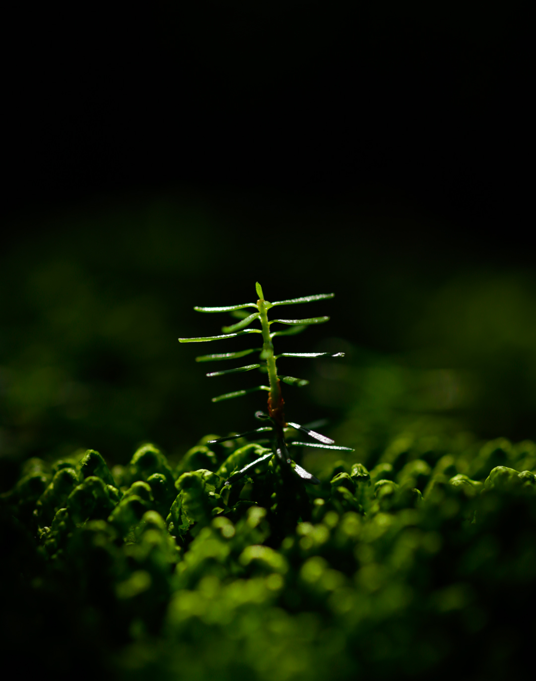 Photo de nature par Simon Bernier-Bilodeau