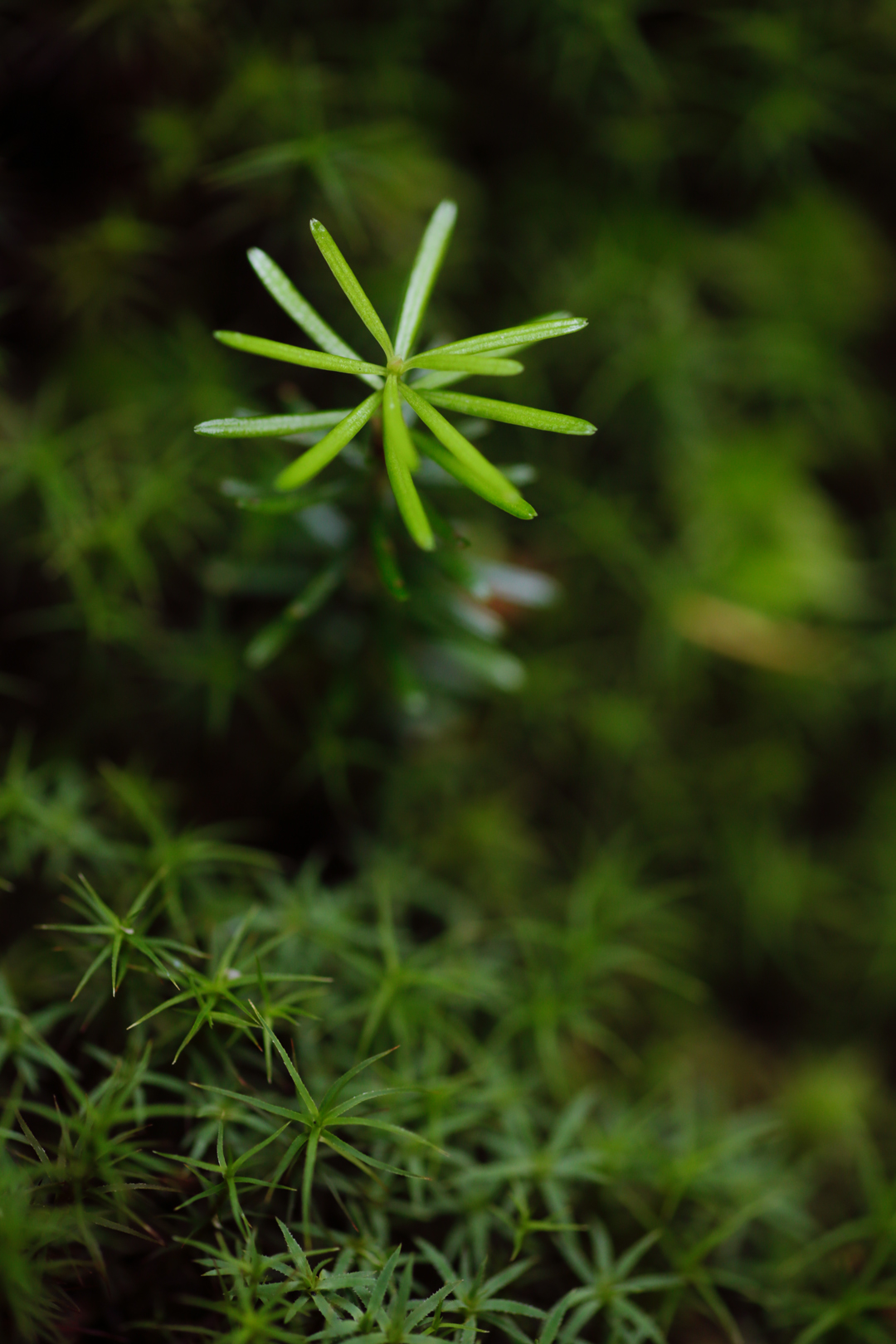 Photo de nature par Simon Bernier-Bilodeau