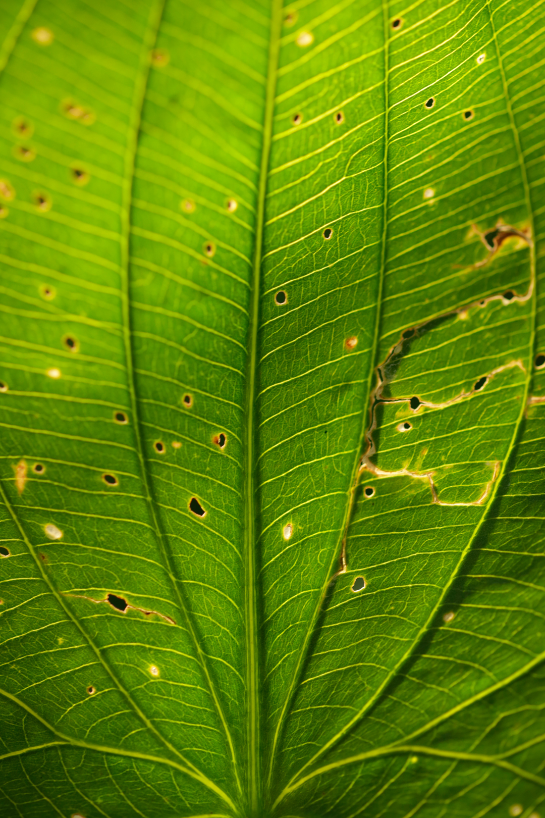 Photo de nature par Simon Bernier-Bilodeau