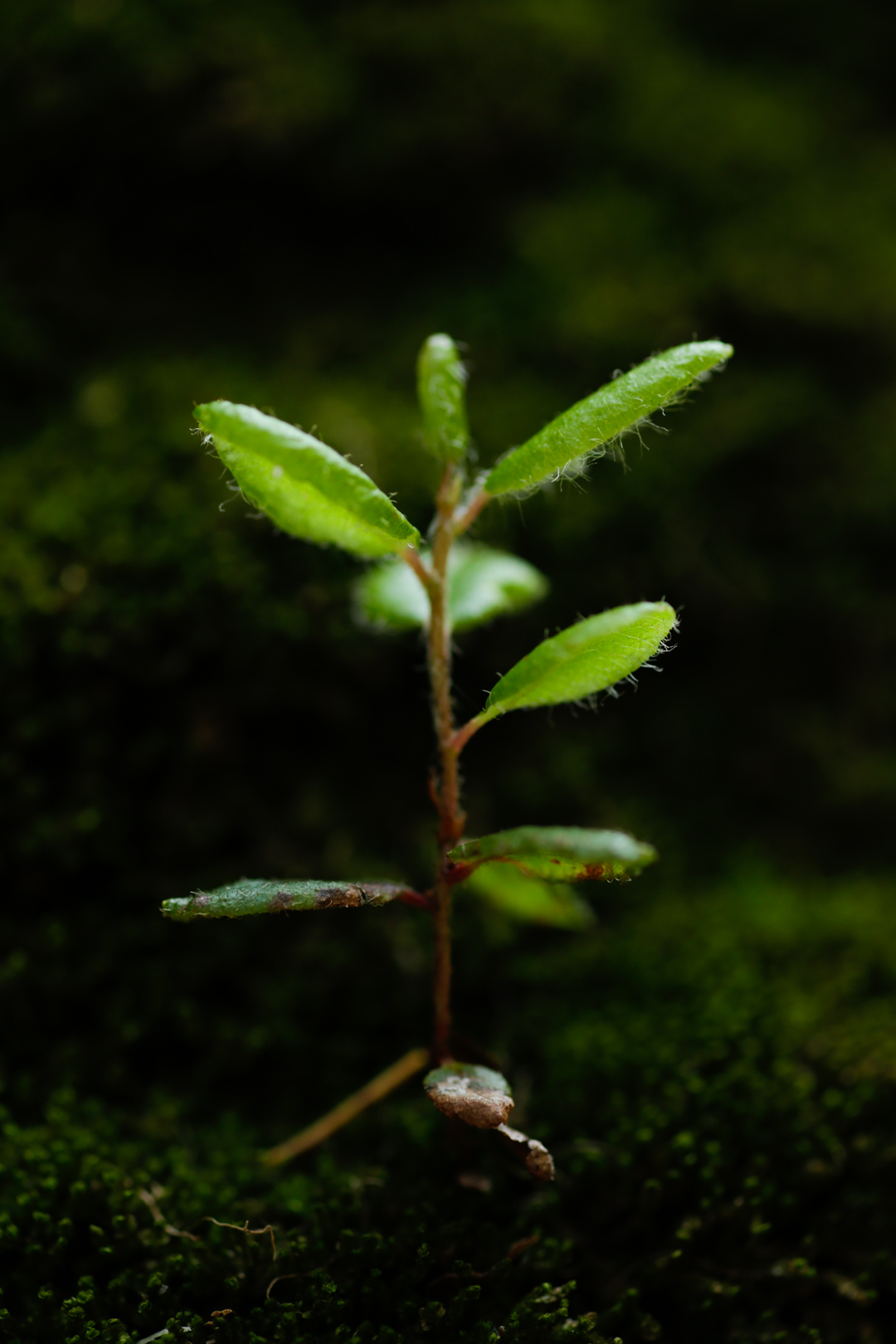 Photo de nature par Simon Bernier-Bilodeau