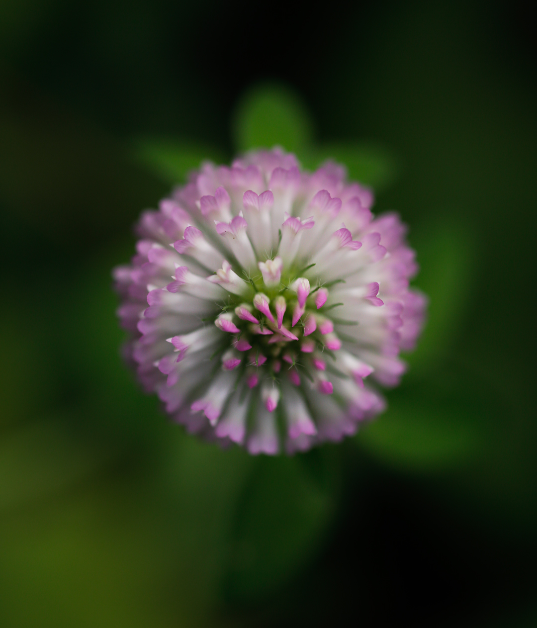 Photo de nature par Simon Bernier-Bilodeau