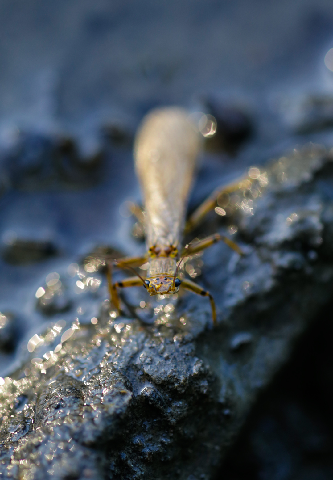 Photo de nature par Simon Bernier-Bilodeau