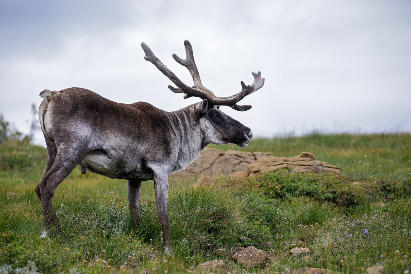 Photo de nature par Simon Bernier-Bilodeau