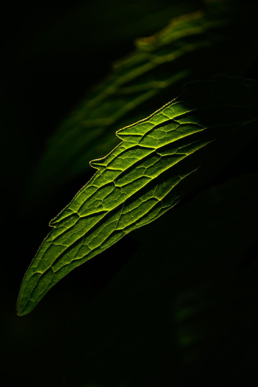 Photo de nature par Simon Bernier-Bilodeau