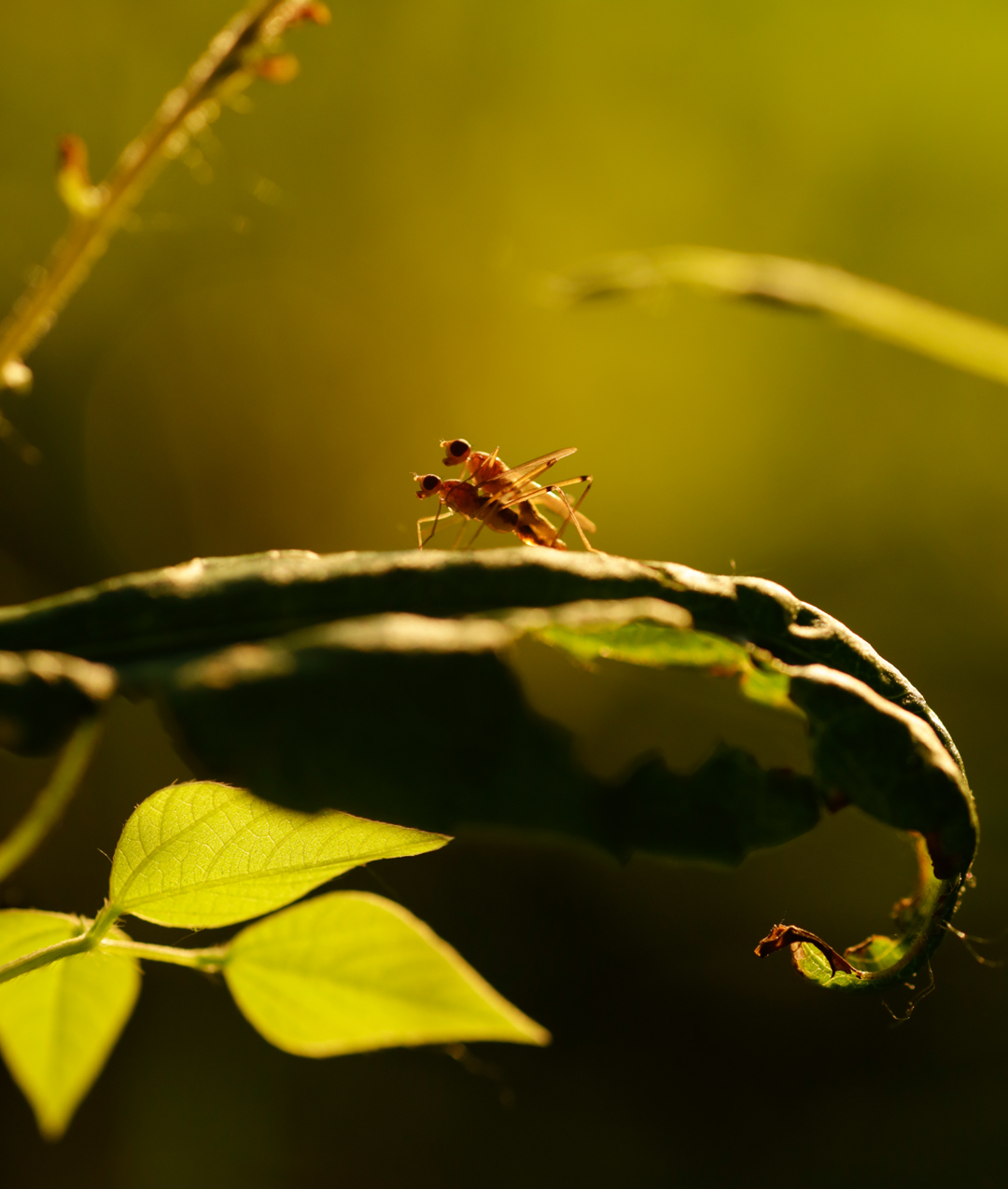 Photo de nature par Simon Bernier-Bilodeau