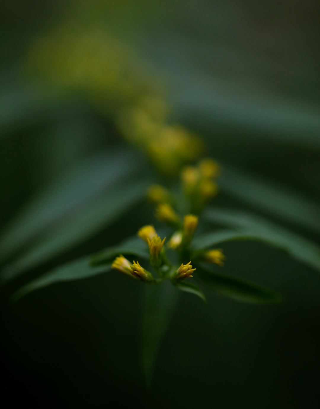 Photo de nature par Simon Bernier-Bilodeau